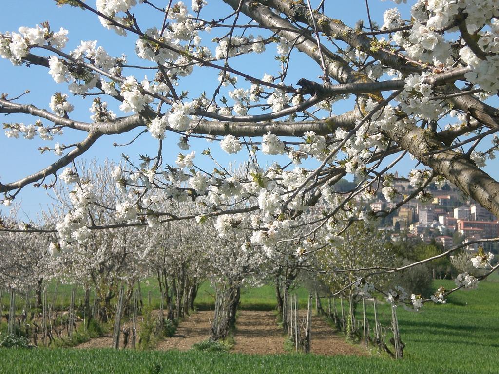 Bed and Breakfast I Ciliegi Osimo Exterior foto