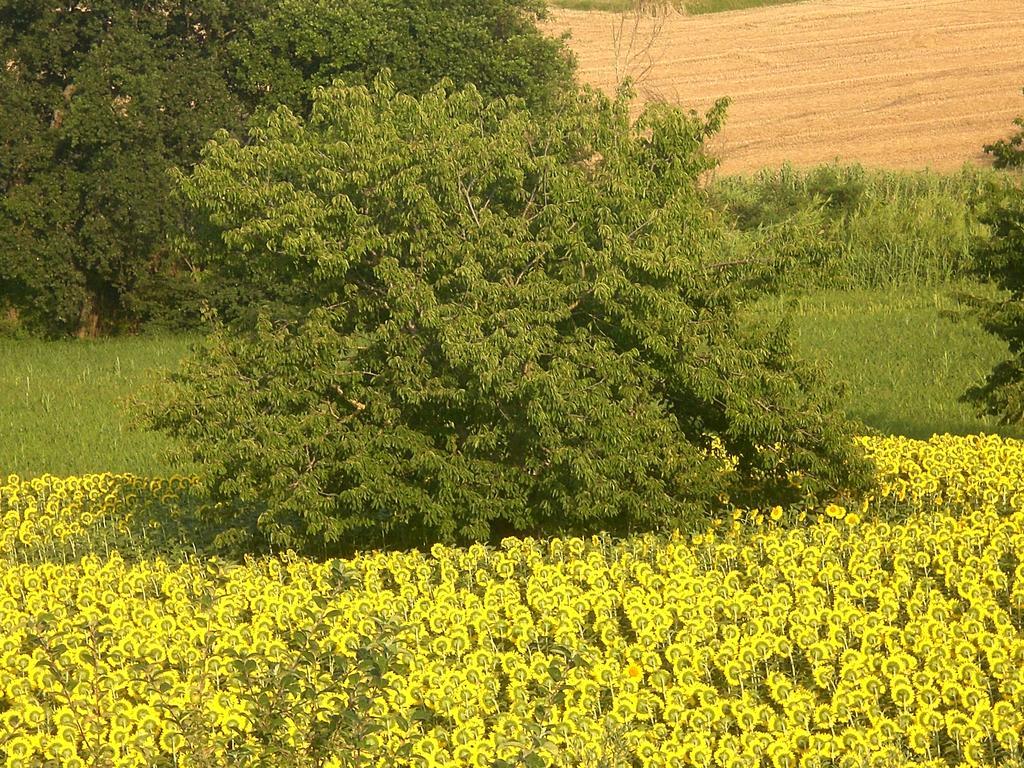 Bed and Breakfast I Ciliegi Osimo Exterior foto